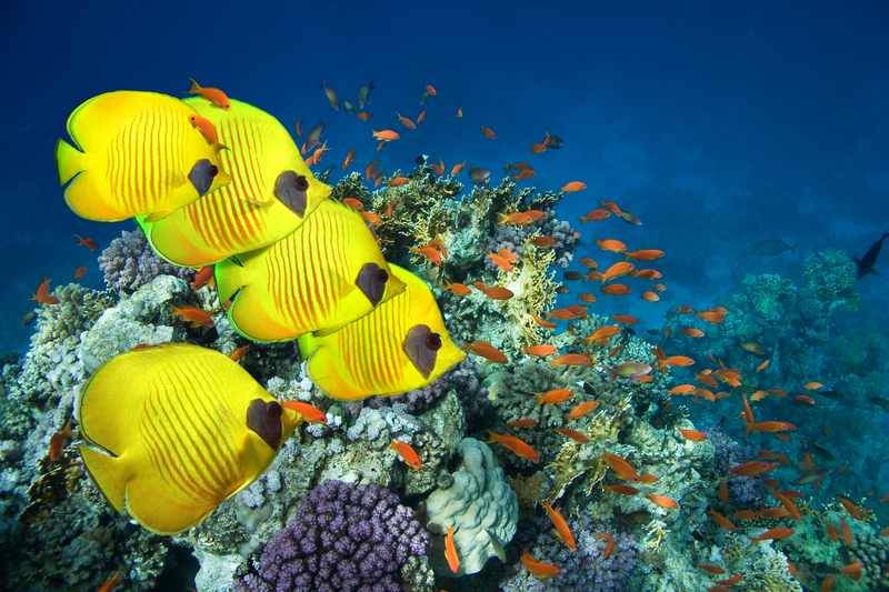 Scuba Diving Travel Insurance UK | Dive Master Insurance